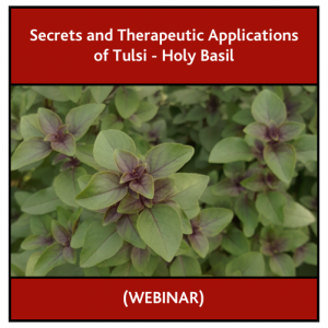 Secret and Therapeutic Applications of Tulsi - Holy Basil